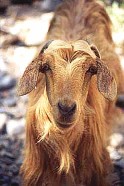 Omani goats are very tasteful