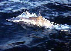 Dolphin in Musandam