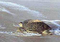 sea turtle at Ras al-Jinz