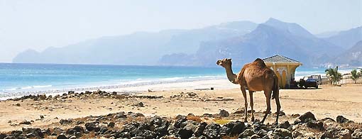 Camel at Mughsayl beach in Dhofar Oman