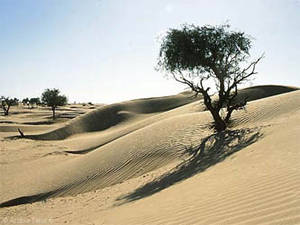 Trees in the Wahiba Sands