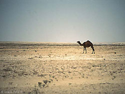 Kamel in den Kiesebenen zwischen Nizwa und Salalah