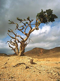 frankincense tree in Dhofar, Oman