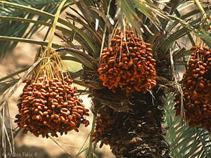 Omani dates