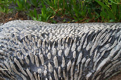 Fossilien beim Sahab Hotel, Djebel Akhdar, Oman