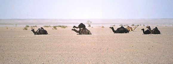 Camles in the Central Plains of Oman