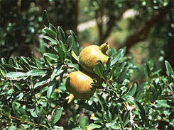 pomogranates at Jabal Al Akhdar, Oman